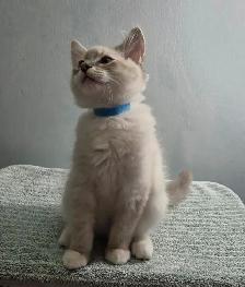 Siberian Ragdoll Mix Kittens - Photo 3