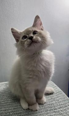Siberian Ragdoll Mix Kittens - Photo 4