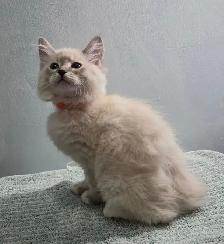 Siberian Ragdoll Mix Kittens - Photo 5
