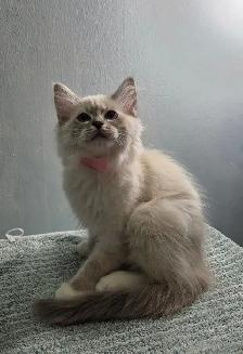 Siberian Ragdoll Mix Kittens - Photo 6
