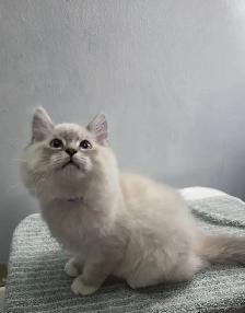 Siberian Ragdoll Mix Kittens - Photo 7