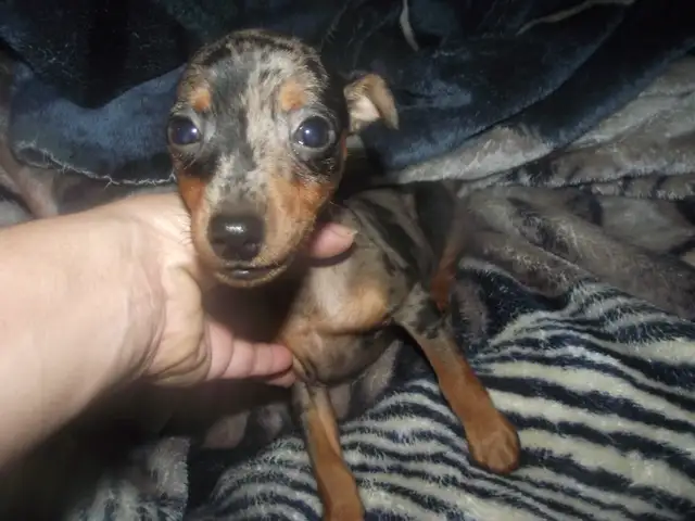 HARLQUIN MIN PIN