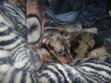 HARLQUIN MIN PIN - Photo 2