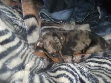HARLQUIN MIN PIN - Photo 3