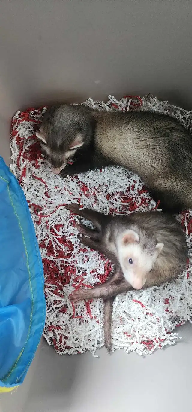 furets en adoption