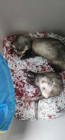 furets en adoption