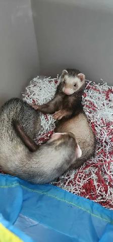furets en adoption - Photo 2