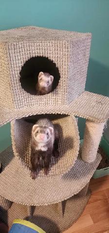 furets en adoption - Photo 3