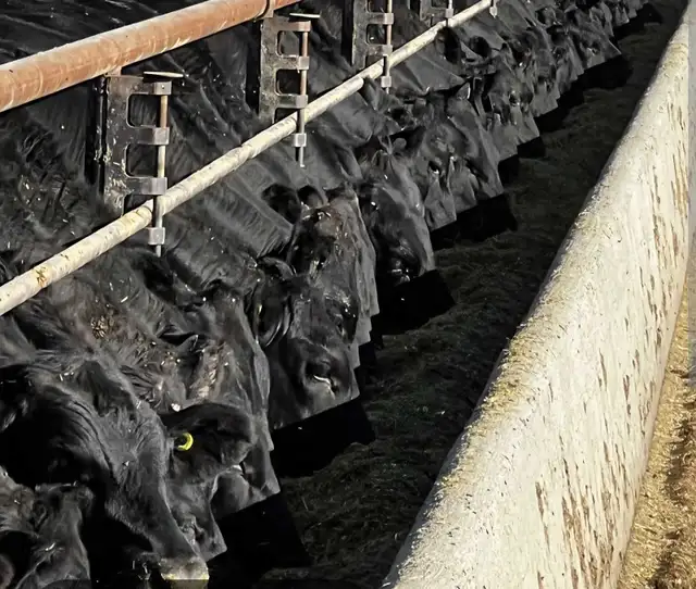 Feedlot help wanted