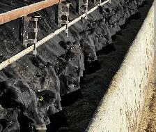 Feedlot help wanted