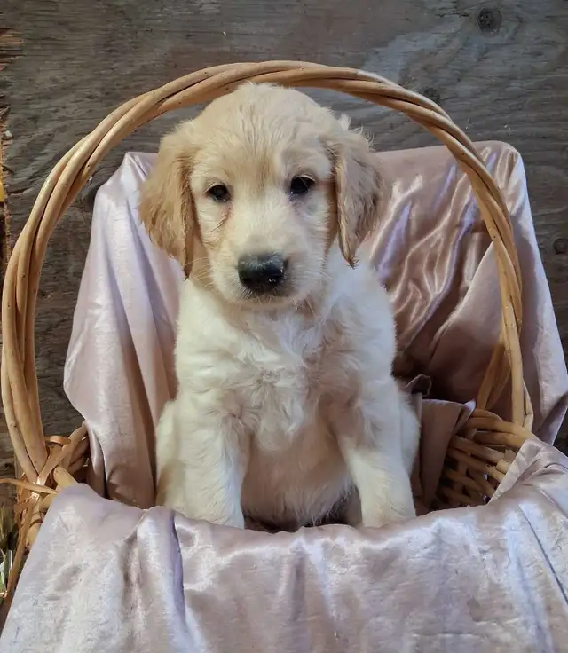 Golden doddle Puppies!