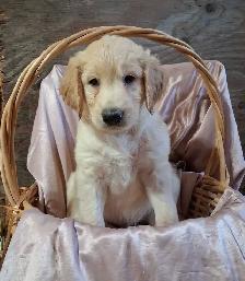 Golden doddle Puppies!