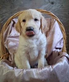 Golden doddle Puppies! - Photo 2