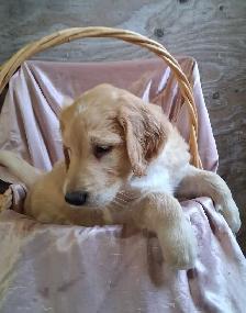 Golden doddle Puppies! - Photo 3