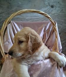 Golden doddle Puppies! - Photo 4