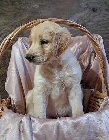 Golden doddle Puppies! - Photo 5
