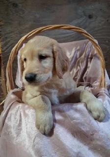 Golden doddle Puppies! - Photo 6