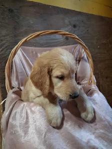 Golden doddle Puppies! - Photo 7