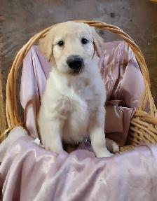 Golden doddle Puppies! - Photo 8