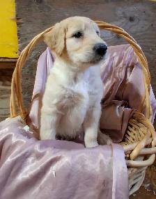 Golden doddle Puppies! - Photo 9