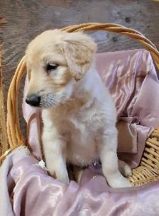 Golden doddle Puppies! - Photo 10