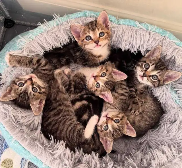 Beautiful RARE Kittens- Ready Now!