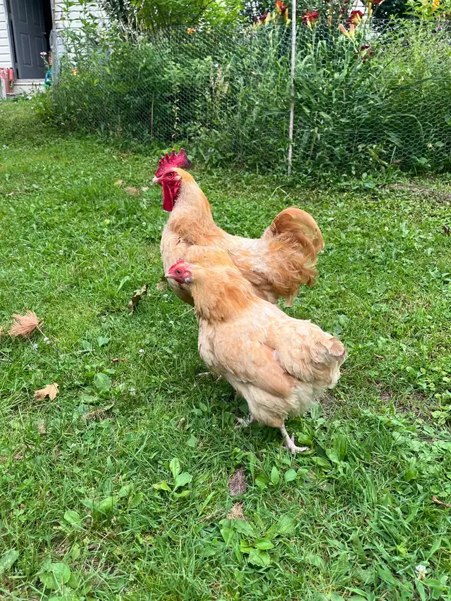 Chicken flock