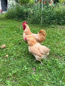 Chicken flock