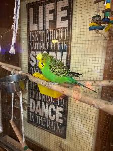 English Budgies