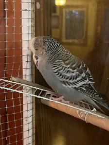 English Budgies - Photo 2
