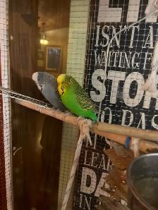 English Budgies - Photo 5
