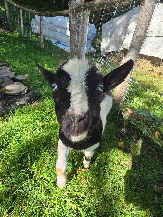 Chèvres Et Moutons