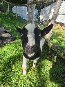 Chèvres Et Moutons