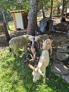 Chèvres Et Moutons - Photo 2