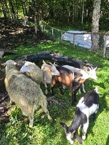 Chèvres Et Moutons - Photo 3