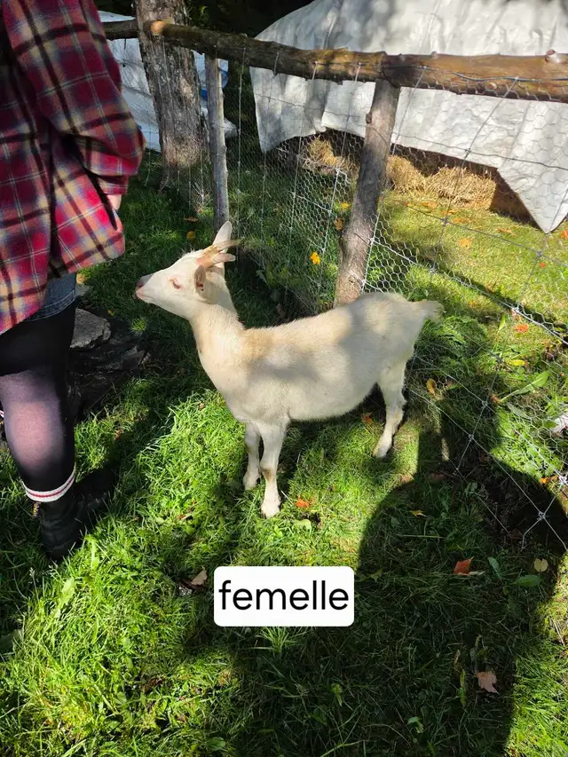 chevre laitiere