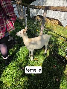 chevre laitiere