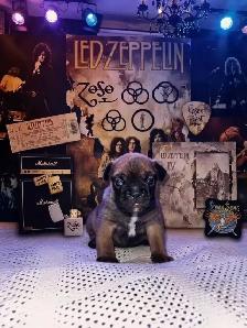 Beautiful Red Fawn Sable French Bulldog Puppy Born July 7th❤️ - Photo 2