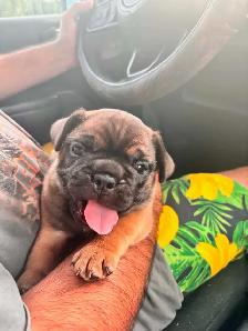 Beautiful Red Fawn Sable French Bulldog Puppy Born July 7th❤️ - Photo 3