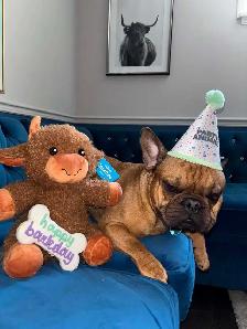 Beautiful Red Fawn Sable French Bulldog Puppy Born July 7th❤️ - Photo 4