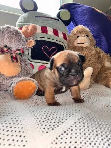 Beautiful Red Fawn Sable French Bulldog Puppy Born July 7th❤️ - Photo 6