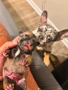 Beautiful Red Fawn Sable French Bulldog Puppy Born July 7th❤️ - Photo 7