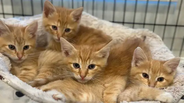 Beautiful RARE Kittens -Ready Now!