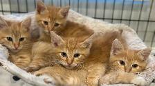Beautiful RARE Kittens -Ready Now!