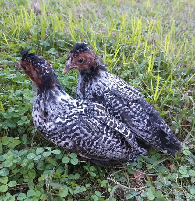 4 unique chicks!