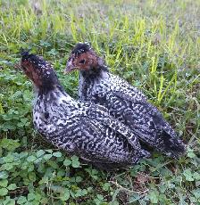 4 unique chicks!