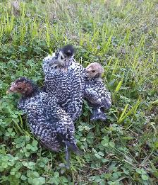 4 unique chicks! - Photo 2
