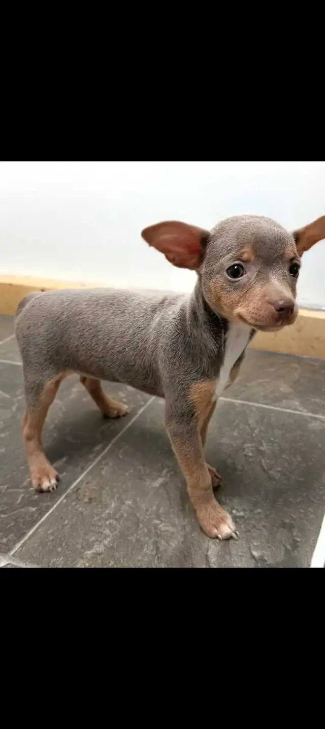 magnifique garçon chihuahua prêt à partir