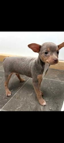 magnifique garçon chihuahua prêt à partir