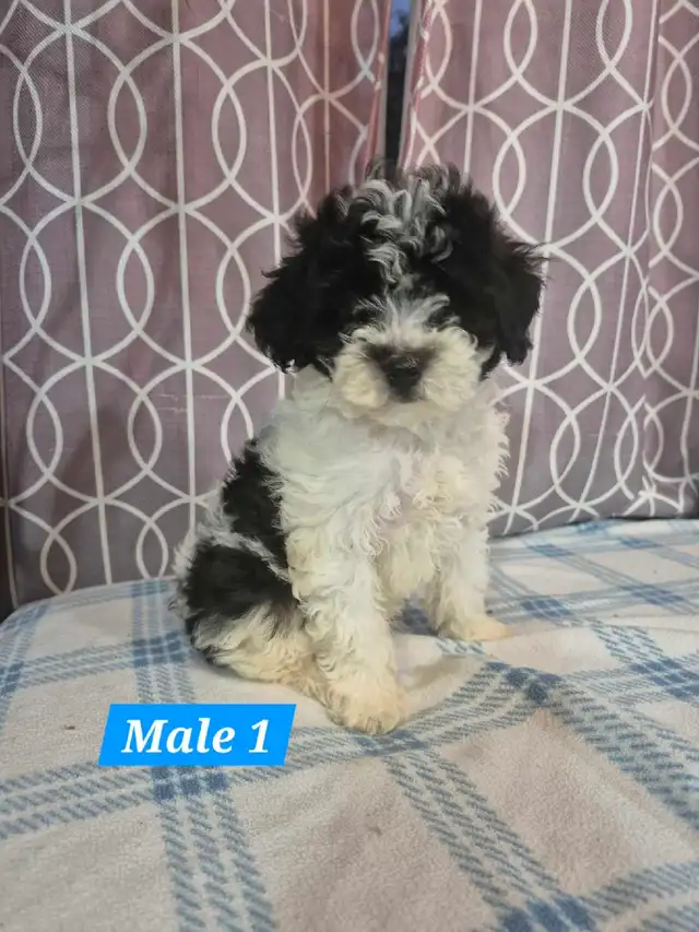 Bichonpoo Puppies